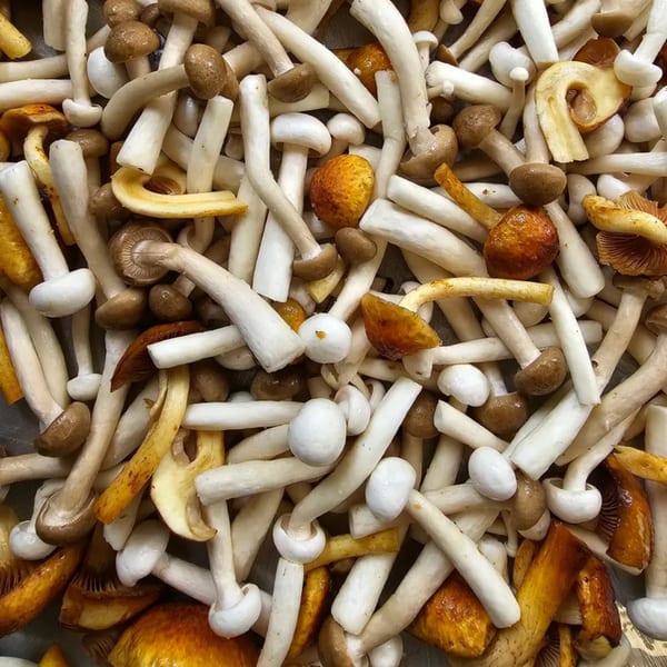 A close-up of various mushrooms, including white, brown, and golden varieties, piled together.